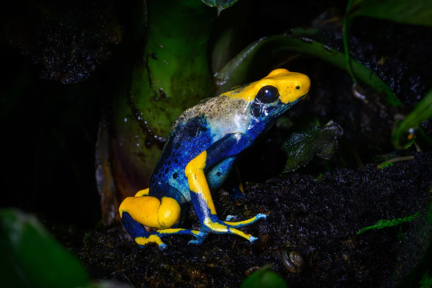 A dart frog with a yellow head and back, blue body and yellow-striped legs, sitting on dark soil among plants