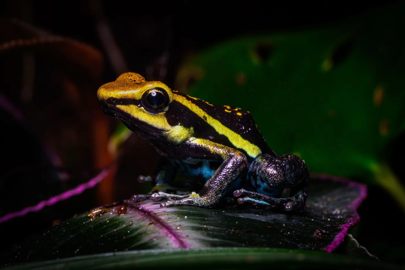 A black dart frog with yellow stripes along its head and back and blue on its legs, sitting on a dark leaf with a pink edge