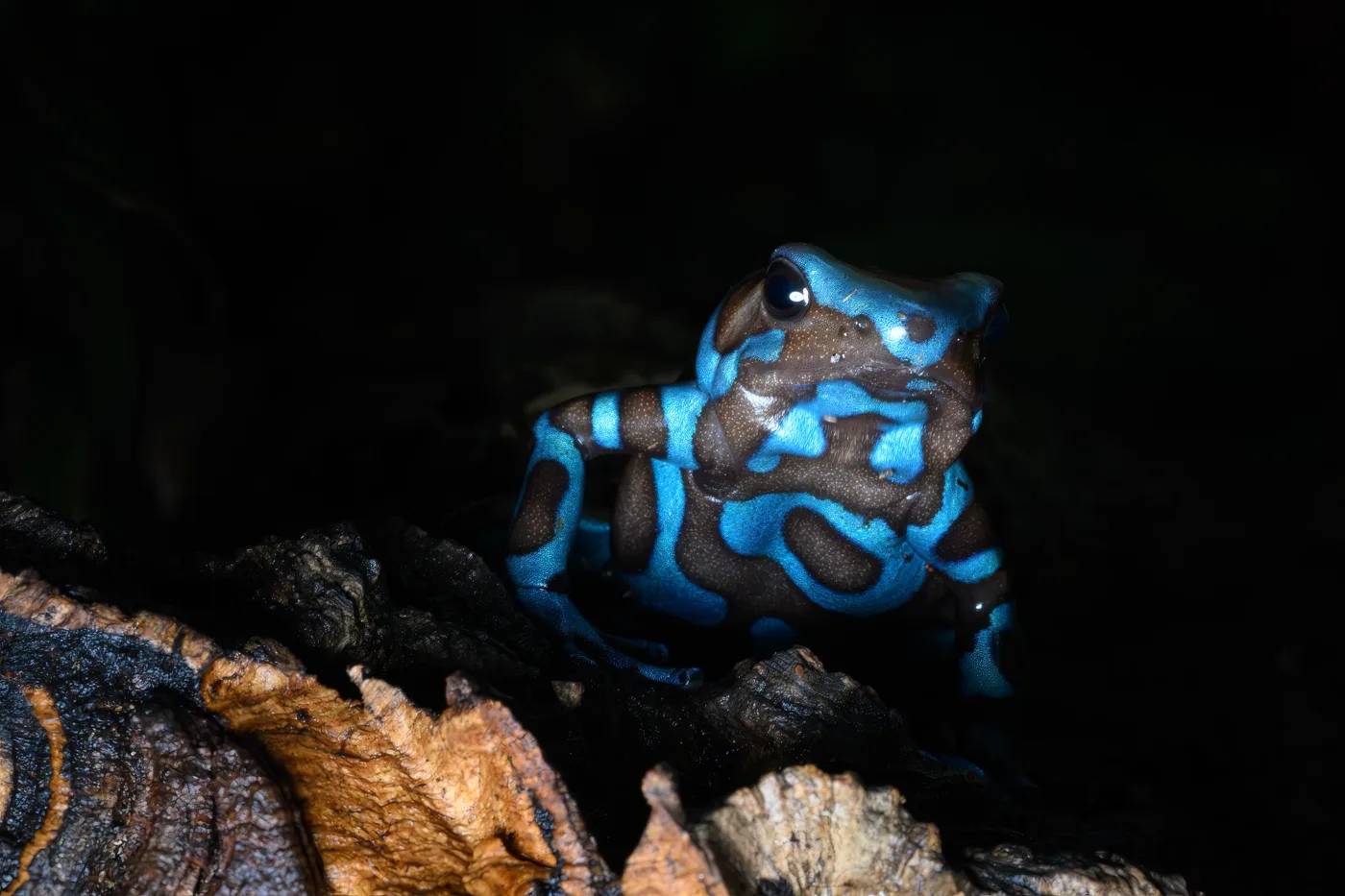 A frog patterned in bright blue and dark brown bands, sitting on a piece of cork bark against a black background