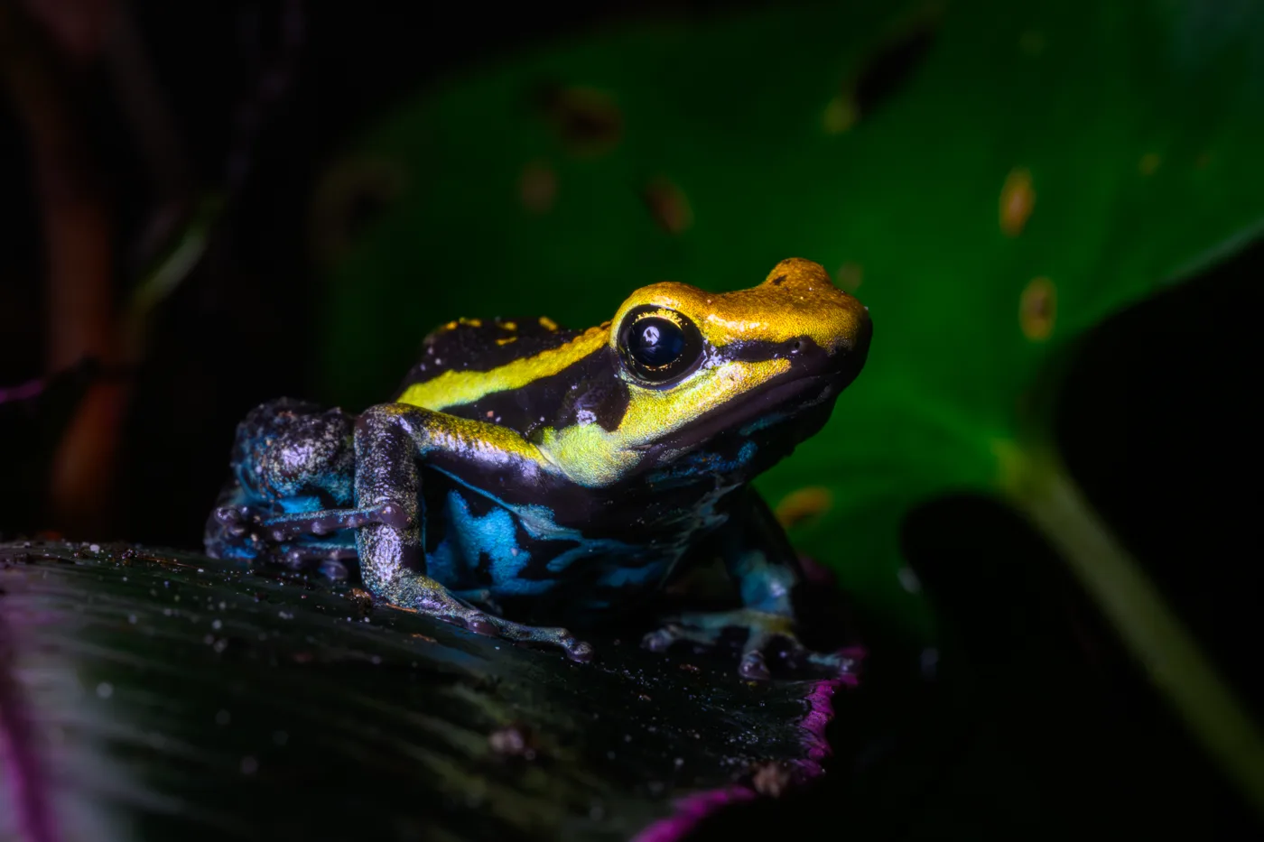 A black dart frog with a yellow head stripe and blue legs, sitting on a dark leaf in front of a large green leaf