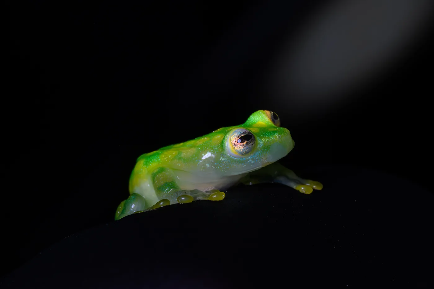 A small bright green frog with gold-ringed eyes, sitting on a dark surface
