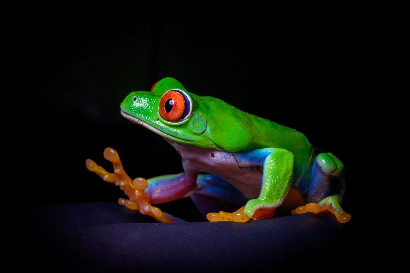 A red-eyed tree frog